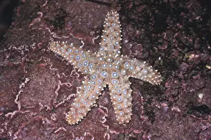 Echinoderms: JEWEL STARFISH