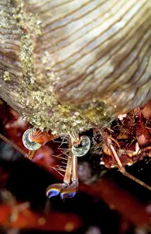Lea Lee: Jeweled Anemone Hermit Crab