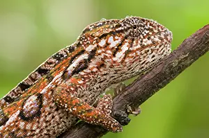 Lateralis: Jeweled Chameleon