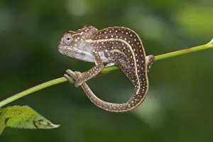 Plateau: Jeweled chameleon (Furcifer campani), male, on plant
