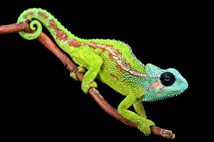 Trioceros: Jeweled chameleon (Trioceros hanangensis)