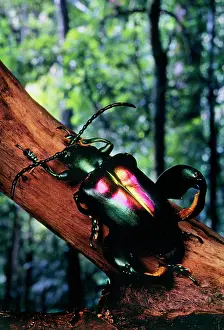 Jeweled: Jeweled-frog / Scarab Beetle