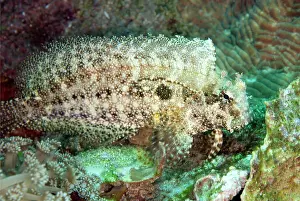 Blenny: Jewelled Blenny