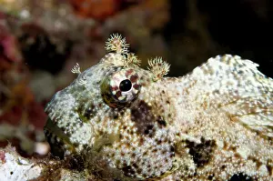 Blenny: Jewelled Blenny