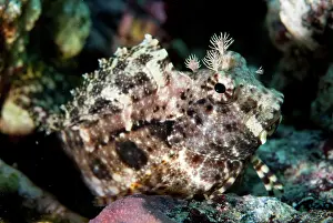 Jewelled Blenny - Batu Angus dive site, Lembeh Straits