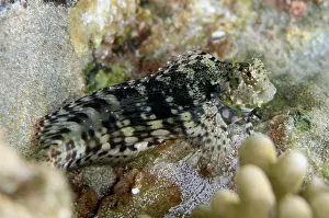 Blenny: Jewelled Blenny - Candidasa, Bali, Indonesia, Indian