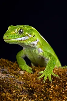 Diplodactylidae: The Jewelled gecko (Naultinus gemmeus) is a native