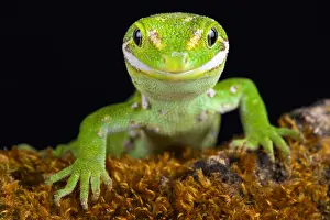Diplodactylidae: The Jewelled gecko (Naultinus gemmeus) is a native