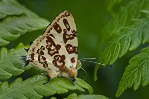 Maria: Jewelmark butterfly (Anteros acheus) Riodinidae