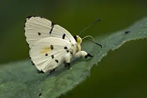 Riodinidae: Jewelmark butterfly (Anteros allectus) Riodinidae