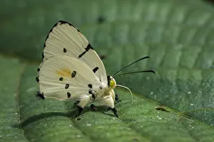 Riodinidae: Jewelmark butterfly (Anteros allectus) Riodinidae