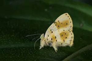 Riodinidae: Jewelmark butterfly (Anteros chrysoprasta) Riodinidae
