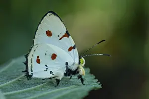 Riodinidae: Jewelmark butterfly (Anteros cruentatus) Riodinidae