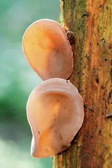 Anthropomorphic: JewIs Ear FUNGI also known as Jelly Ear Fungi