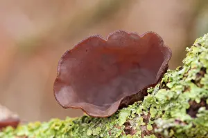 Jelly: Jew's ear