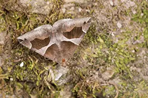 Erebidae: The jigsaw (Dysgonia torrida) resting on mossy surface