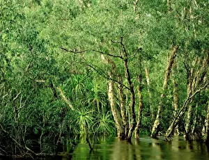 Aquaticus: Jim Jim Creek with Paperbark forest including River