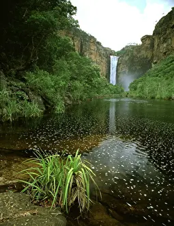 Kakadu: Jim Jim Falls. and Anbinik Forest. Kakadu National