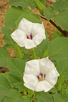 Datura: Jimson Weed Flowers - also called sacred datura