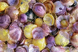 Simplex: Jingle shells - Atlantic Shells - close-up