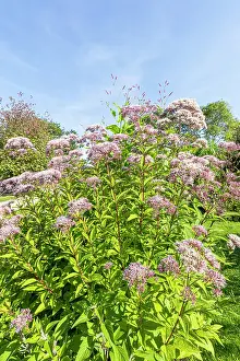 Weed: Joe Pye weed, Eupatorium purpureum ssp. maculatum