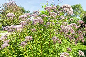 Weed: Joe Pye weed, Eupatorium purpureum ssp. maculatum