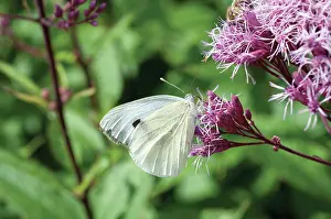 Eupatorium: JoePyeweed
