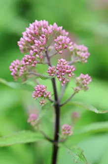 Eupatorium: JoePyeweed