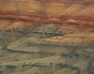 Tertiary: John Day Fossil Beds