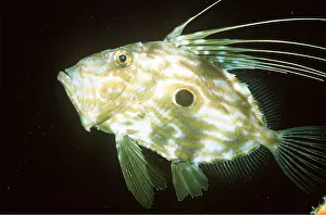 Kurt Amsler: JOHN DORY - WHOLE BODY