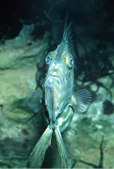 Dory: JOHN DORY - FACE ON VIEW