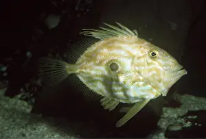 Ugly: JOHN DORY FISH