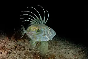 Campania: John Dory, (Zeus Faber), Marine Protected area P