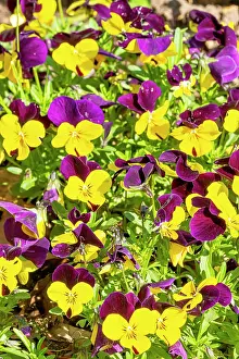 Cornuta: Johnny Jump Up Horned Pansy (Viola cornuta) Sorbet