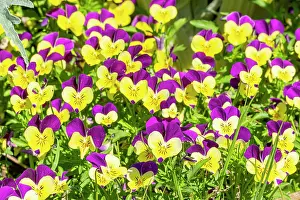 Cornuta: Johnny Jump Up Horned Pansy (Viola cornuta) Sorbet