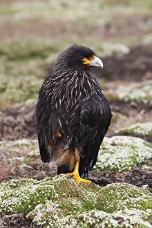 Johnny: Johnny Rook / Striated Caracara
