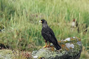 Johnny: Johnny Rook / Striated Caracara