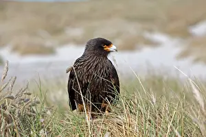 Caracara: Johnny Rook / Striated Caracara