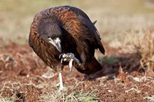 Caracara: Johnny Rook / Striated Caracara