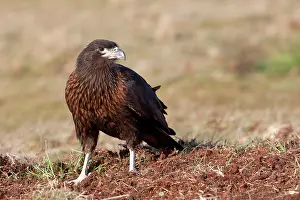 Caracara: Johnny Rook / Striated Caracara
