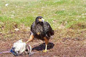Johnny: Johnny Rook / Striated Caracara - on a dead Magellanic