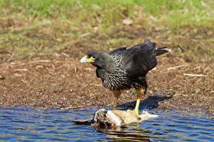Johnny: Johnny Rook / Striated Caracara - on a dead Magellanic