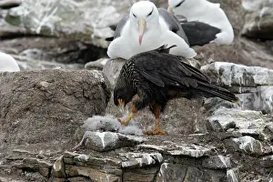 Johnny: Johnny Rook / Striated Caracara - eating a Black-browed