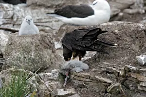 Johnny: Johnny Rook / Striated Caracara - eating a Black-browed