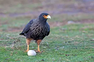 Johnny: Johnny Rook / Striated Caracara - with egg