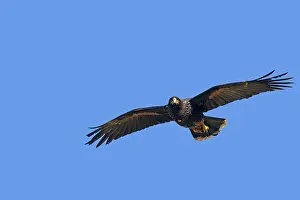 Johnny: Johnny Rook / Striated Caracara - in flight