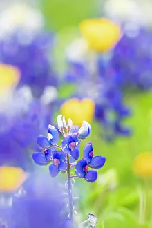 Wilson: Johnson City, Texas, USA. Bluebonnet wildflowers
