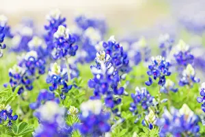 Wilson: Johnson City, Texas, USA. Bluebonnet wildflowers