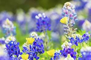 Wilson: Johnson City, Texas, USA. Bluebonnet wildflowers