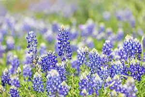 Wilson: Johnson City, Texas, USA. Bluebonnet wildflowers
